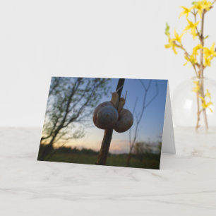 Deux escargots sur une carte à puce