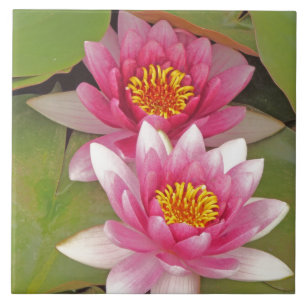"DEUX FLEURS DE LOTUS ROSES" carreau décoratif