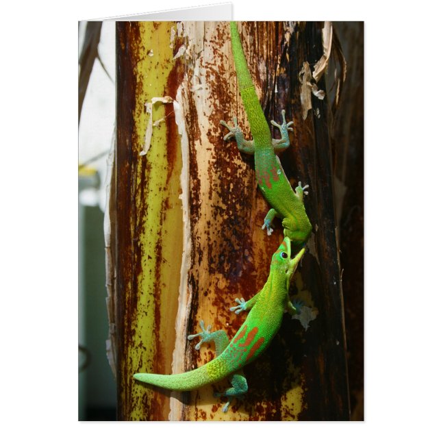 Deux geckos en or Phelsuma Laticauda (Devant)