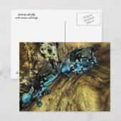 Deux grenouilles pendent la carte postale (Devant / Derrière)