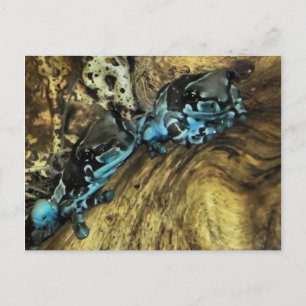 Deux grenouilles pendent la carte postale