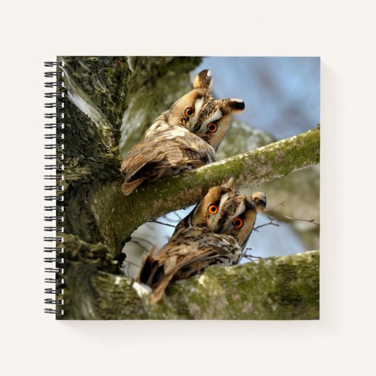 Deux hiboux dans les bois, oiseaux, cahier faune e (Devant)