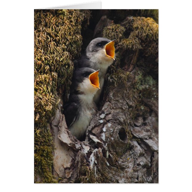 Deux hirondelles d'arbre à bébé (Devant)