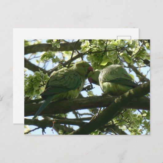 Deux Jolies perruches à Rose do-it-yourself carte  (Devant / Derrière)