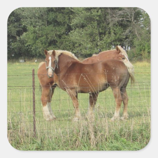 Deux Jolies Stickers De Chevaux D'Ambre (Devant)