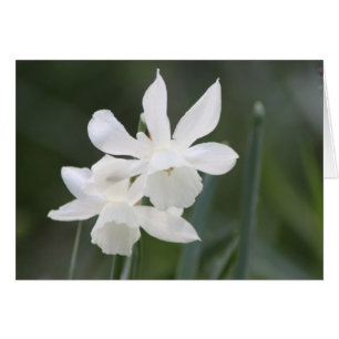 Deux jonquilles blanches sauvages en champ vert