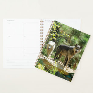 Deux loups gris en forêt