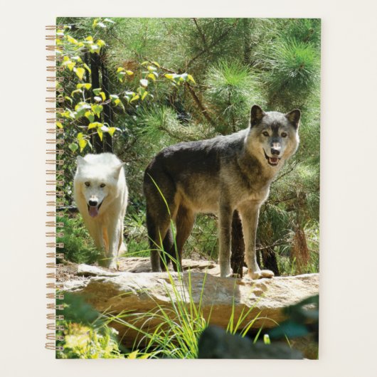 Deux loups gris en forêt (Devant)