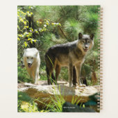 Deux loups gris en forêt (Dos)