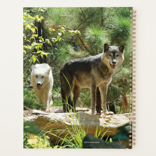 Deux loups gris en forêt (Dos)