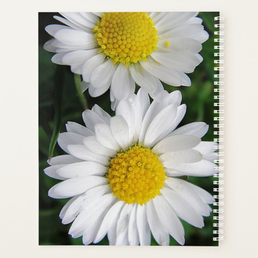 Deux marguerites blanches (Dos)