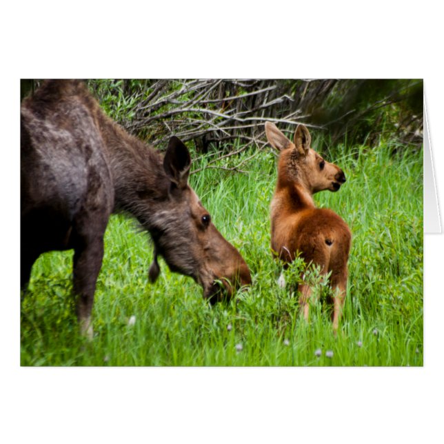 Deux Mère Et Bébé De L'Oie D'Alerte (Devant horizontal)