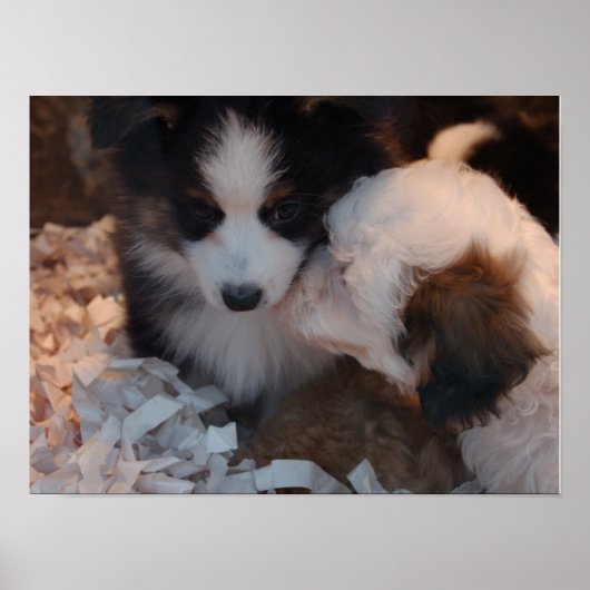 Deux mignonnes affiches de chiots à l'effigie (Devant)