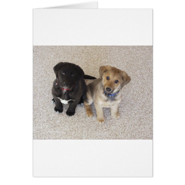 Deux mignons Chipies Labrador (Devant)