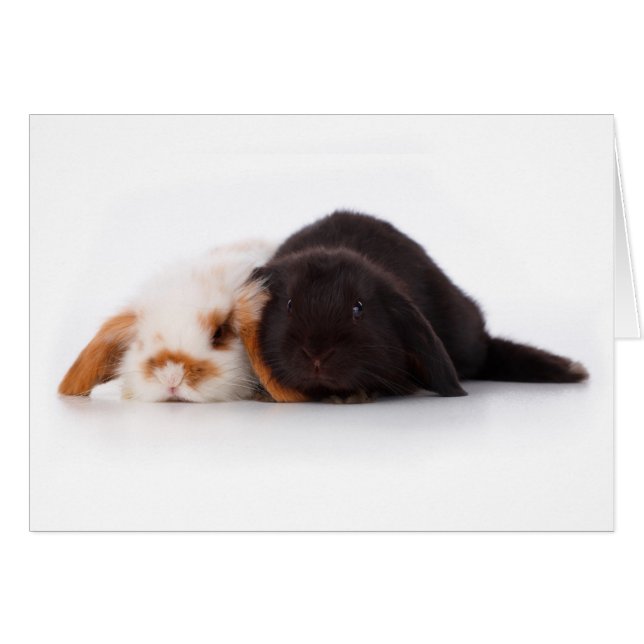 Deux mignons petits lapins (Devant horizontal)