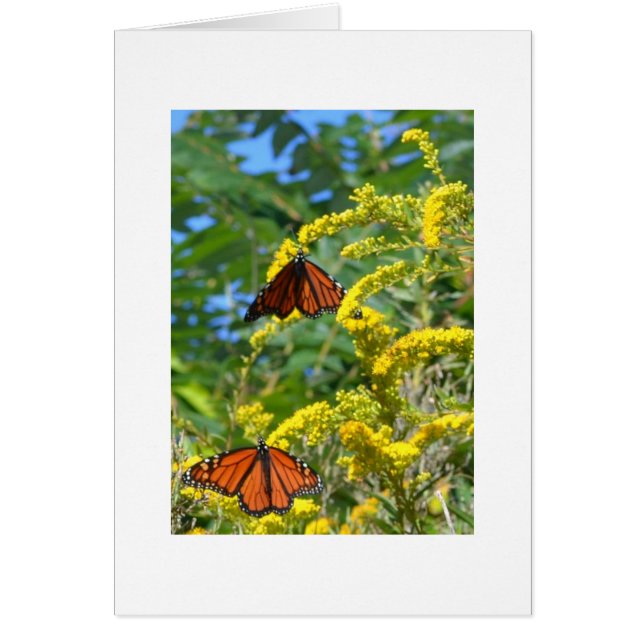 Deux monarques (Devant)