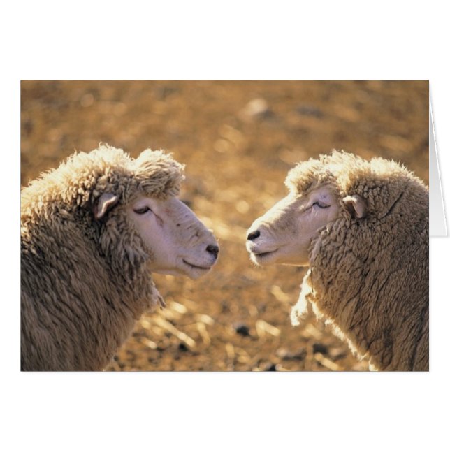 Deux moutons (Devant horizontal)