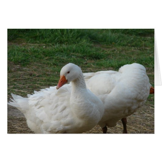 Deux oies (Devant horizontal)