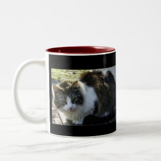 Deux ont modifié la tonalité la tasse de Kitty
