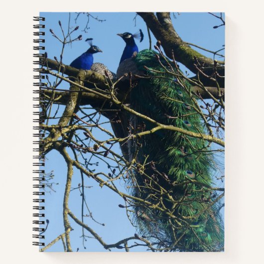 Deux paons dans un cahier d'arbre (Devant)