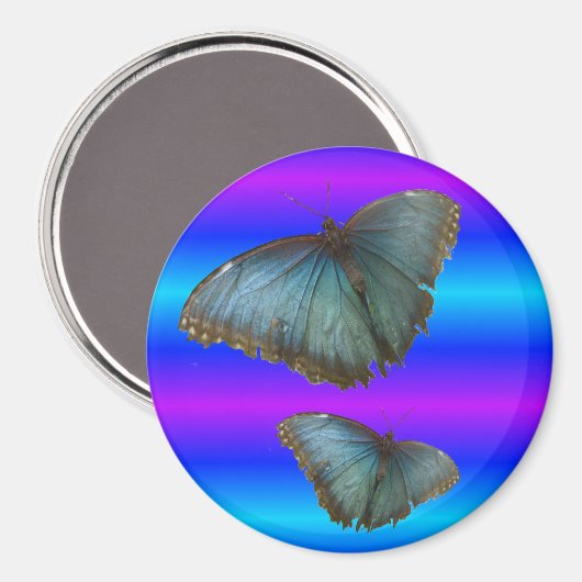 Deux papillons bleu Morpho Magnet bleu néon (Recto/Verso)