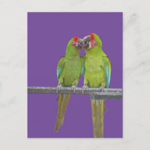 Deux Perroquets Vertes Poussent. Carte postale do-