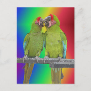 Deux perroquets verts Rainbow do-it-yourself carte