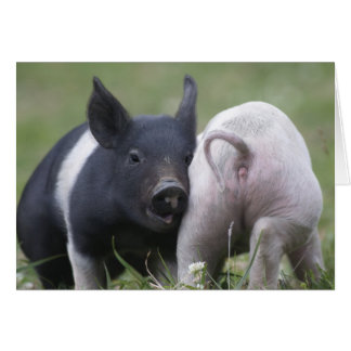 Deux Petits Cochons ; Porcs - Bébés Animaux Mignon