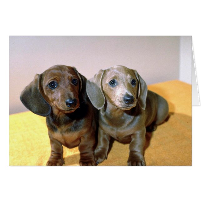 Deux petits Dachshund (Devant horizontal)