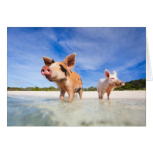 Deux petits porcelets