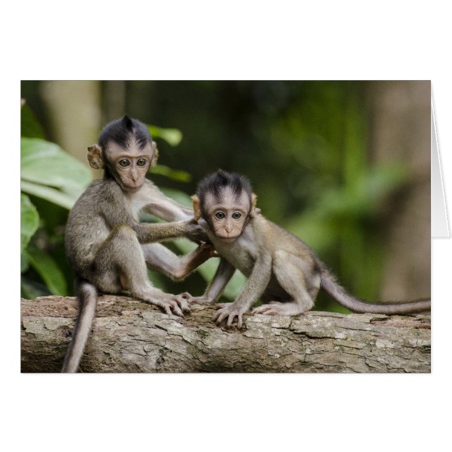 Deux petits singes (Devant Horizontal)