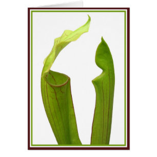 Deux Plantes À Pitcher