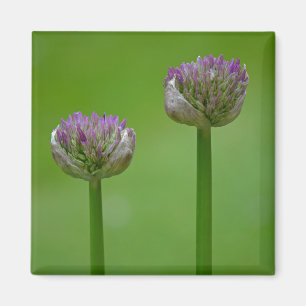 'Deux Pois Dans Une Poitrine' Magnet Fleur sauvage