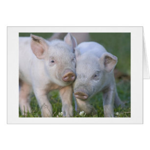 Deux porcelets blancs affectueux