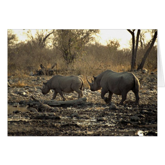Deux rhinocéros (Devant horizontal)