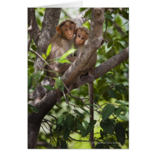 Deux Singes Dans Un Arbre