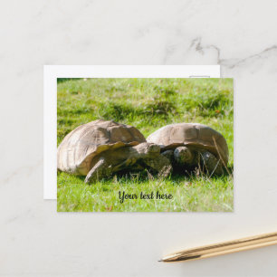 Deux tortues - Meilleurs amis ! Carte postale