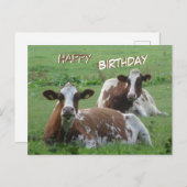 Deux Vaches Brown blanches mignonnes Carte postale (Devant / Derrière)