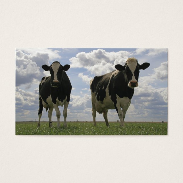 Deux vaches friésiennes signet (Devant)