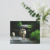 Deux vaches sur la carte postale Bummel (Debout devant)