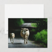 Deux vaches sur la carte postale Bummel (Devant / Derrière)