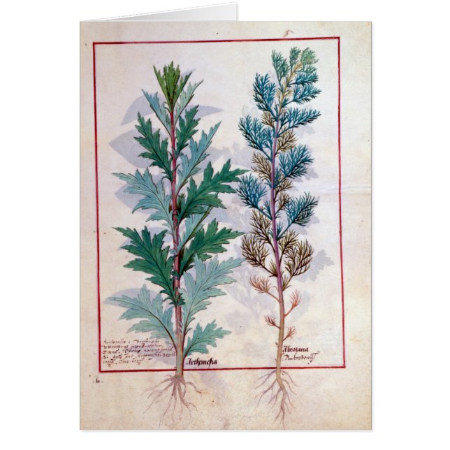 Deux variétés d'Artemesia (Devant)