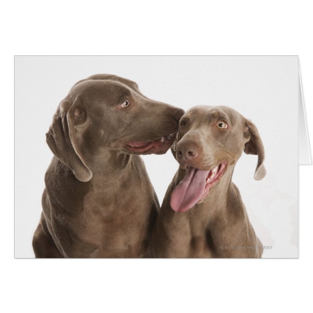 Deux Weimaraners (Devant horizontal)