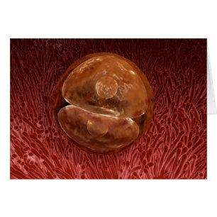 Développement de Zygote : 24-36 Heures