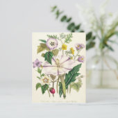 Devil's Trumpet, bord 46 van 'The Damas' Briefkaart (Staand voorkant)