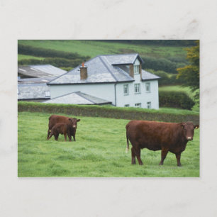 Devon, Engeland Briefkaart