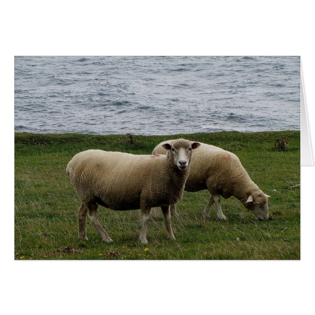 Devon longwool mouton sur la côte éloignée du sud  (Devant Horizontal)
