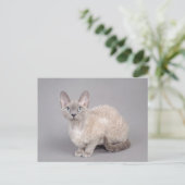 Devon rex briefkaart (Staand voorkant)