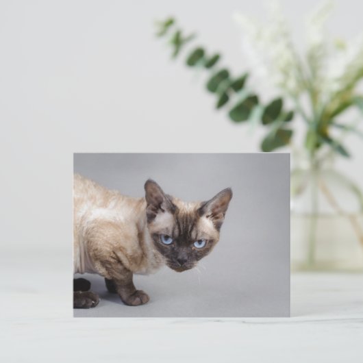 Devon rex briefkaart (Staand voorkant)