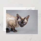 Devon rex briefkaart (Voorkant / Achterkant)